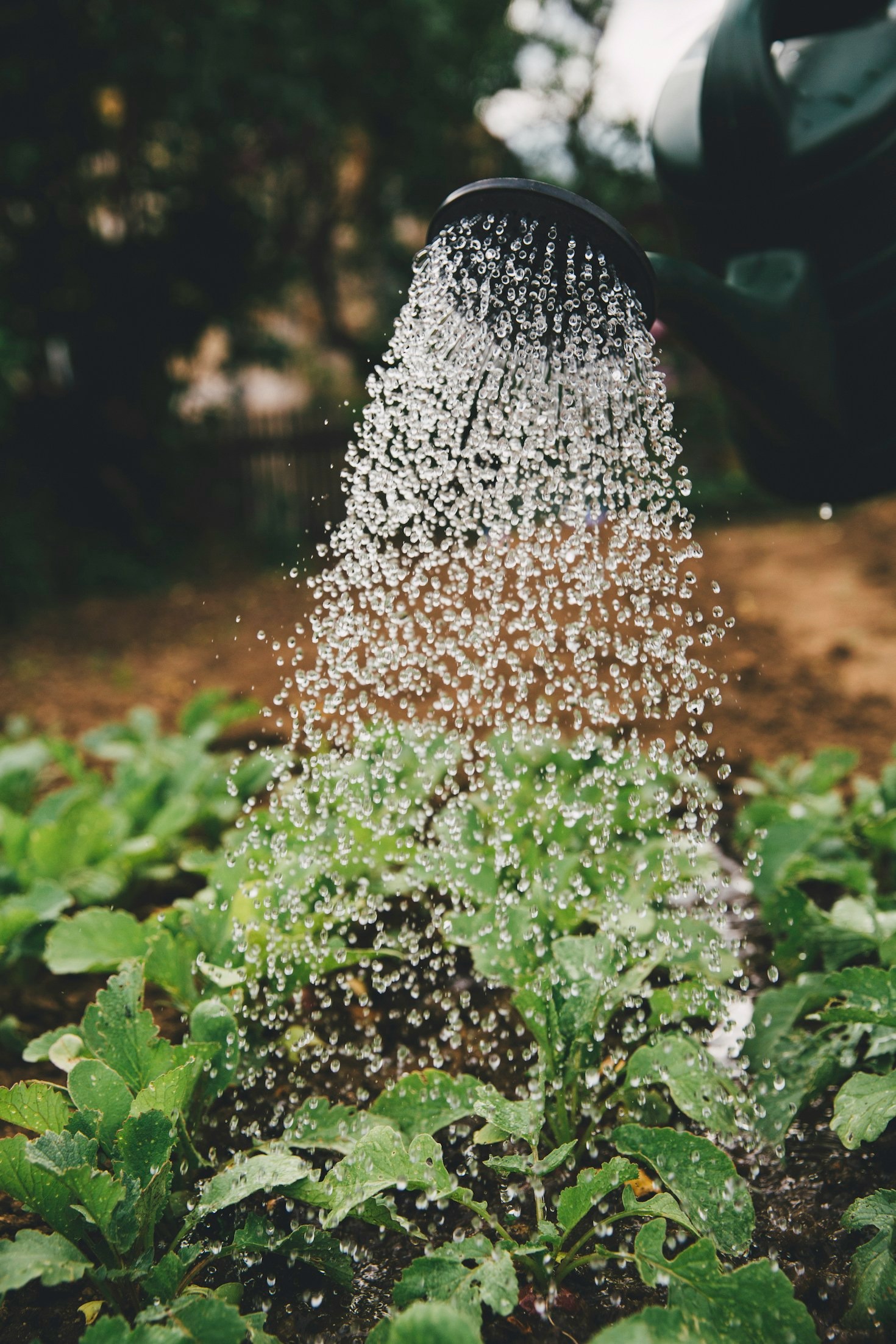 How to Organize Your Seed Collection